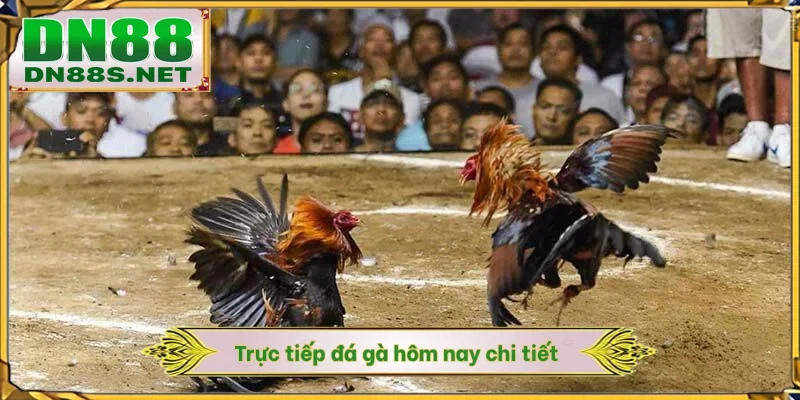 Trực tiếp đá gà hôm nay chi tiết