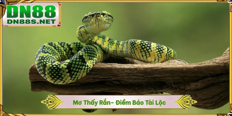 Mơ Thấy Rắn - Điềm Báo Tài Lộc Và Chốt Số Nhanh Tại DN88